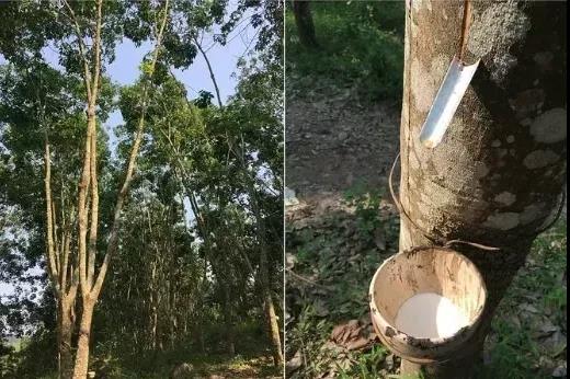 車市預(yù)計(jì)回暖 天膠年初或保持窄幅增長(zhǎng)態(tài)勢(shì) 車市預(yù)計(jì)回暖 天膠年初或保持窄幅增長(zhǎng)態(tài)勢(shì)