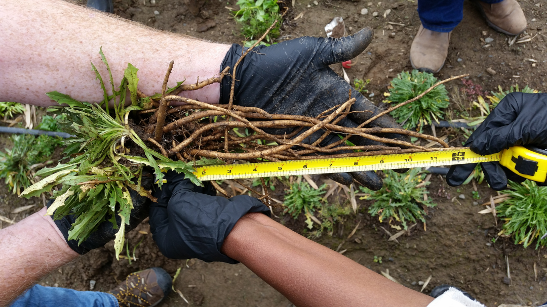 在美國(guó)，天然橡膠已被歸類(lèi)為戰(zhàn)略原材料，是軍用、飛機(jī)和卡車(chē)輪胎的關(guān)鍵成分